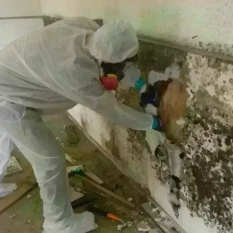 Mold Remediation and Removal in Stony Point, NC